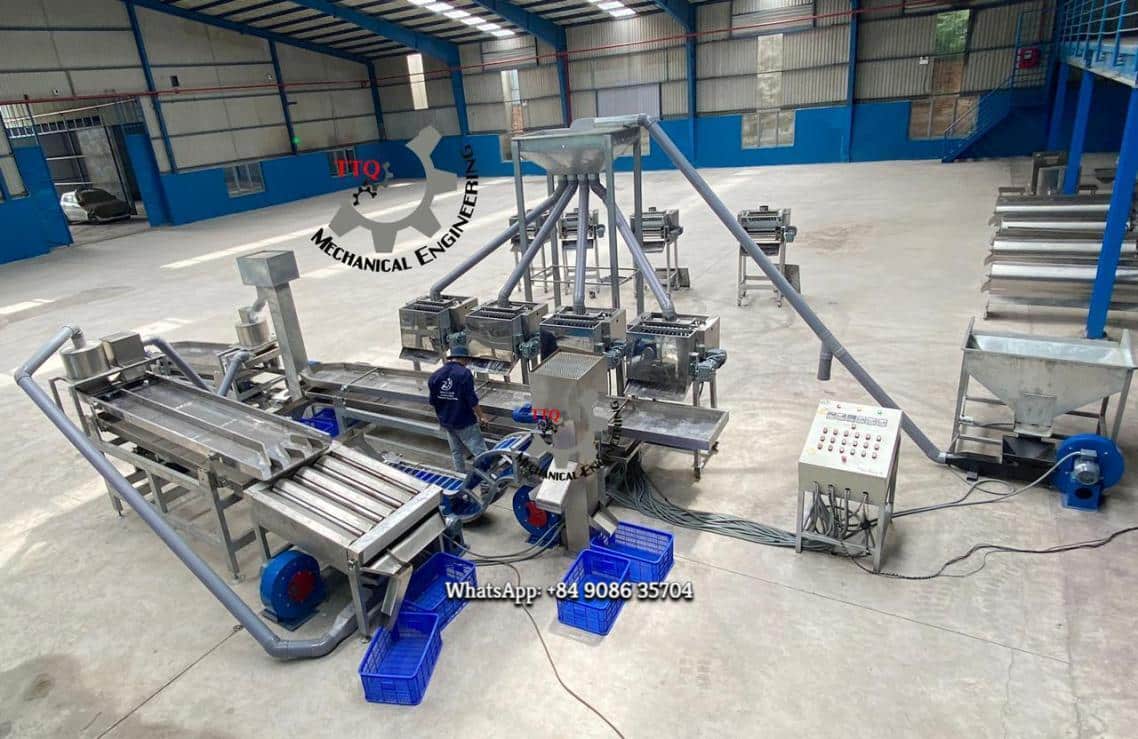 Automatic Cashew Cutting Line | Cutting & Scooping