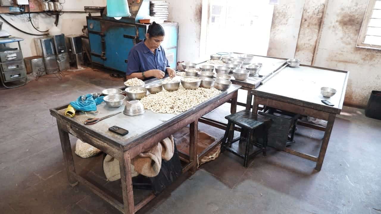 Small-Scale Cashew Nut Processing Machine & Mini Plant