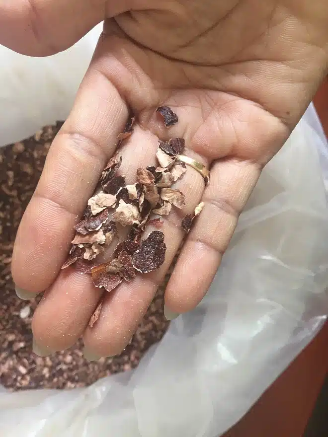 cashew husk