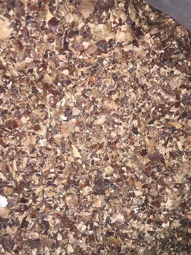 cashew testa