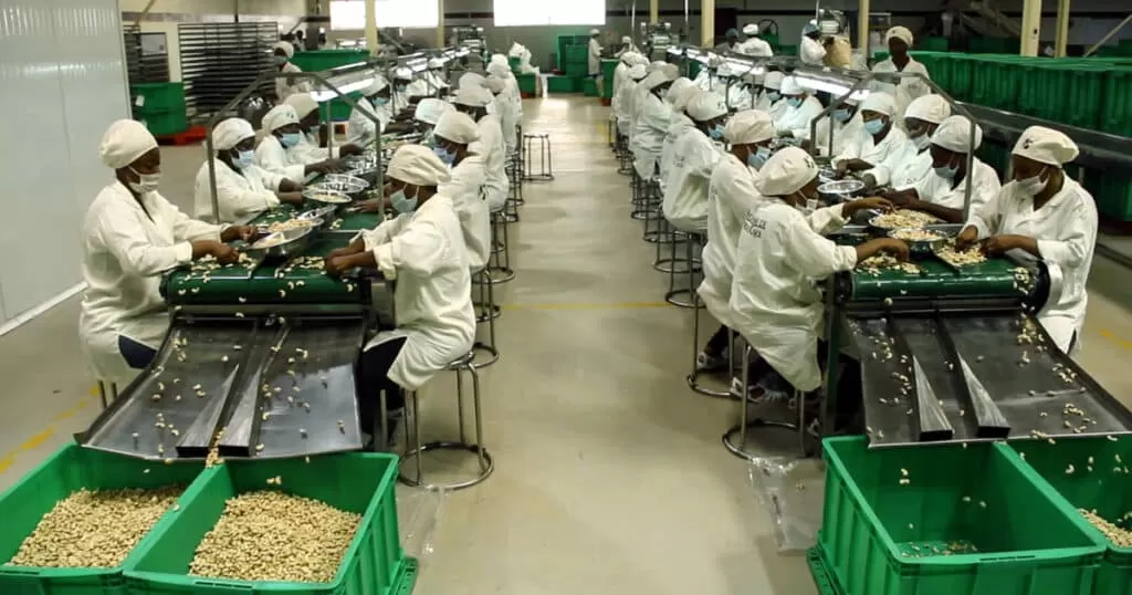 Cashew nut kernel insights