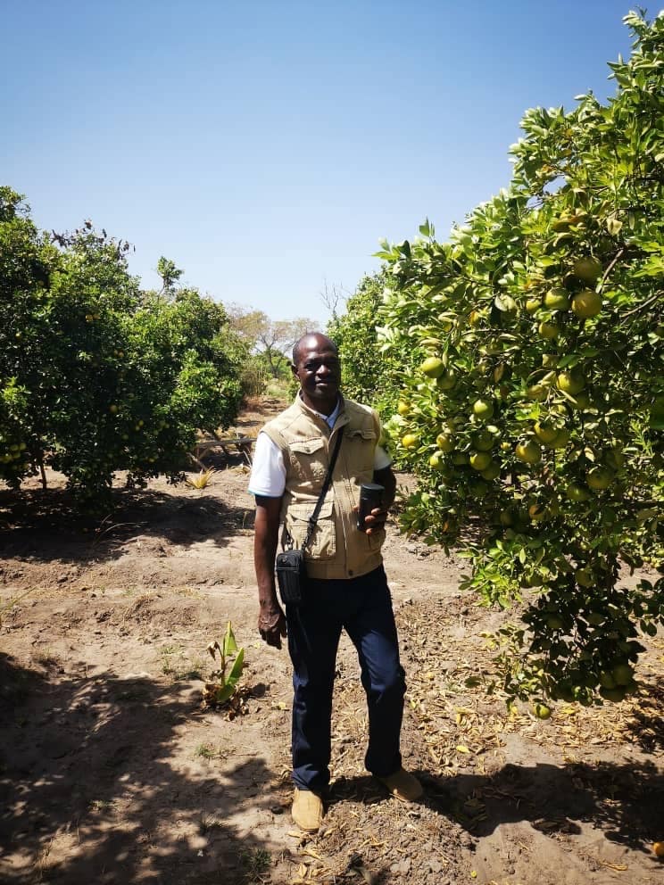 cashew production in burkina faso