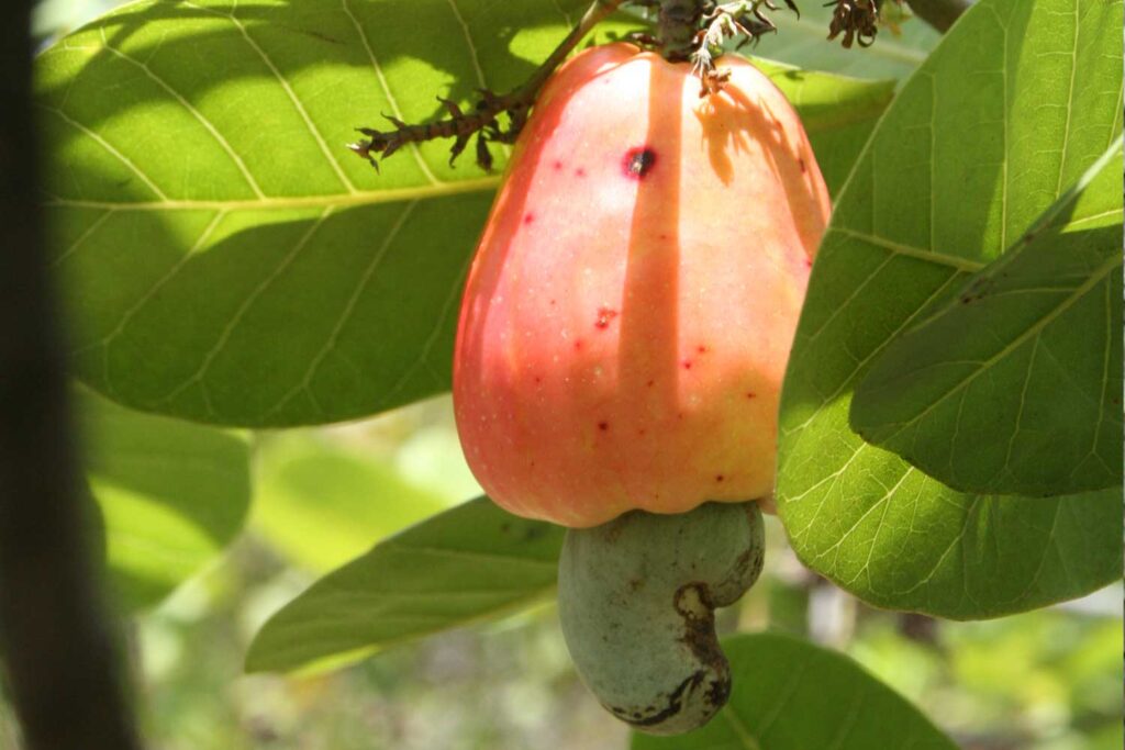 cashew nut producing countries