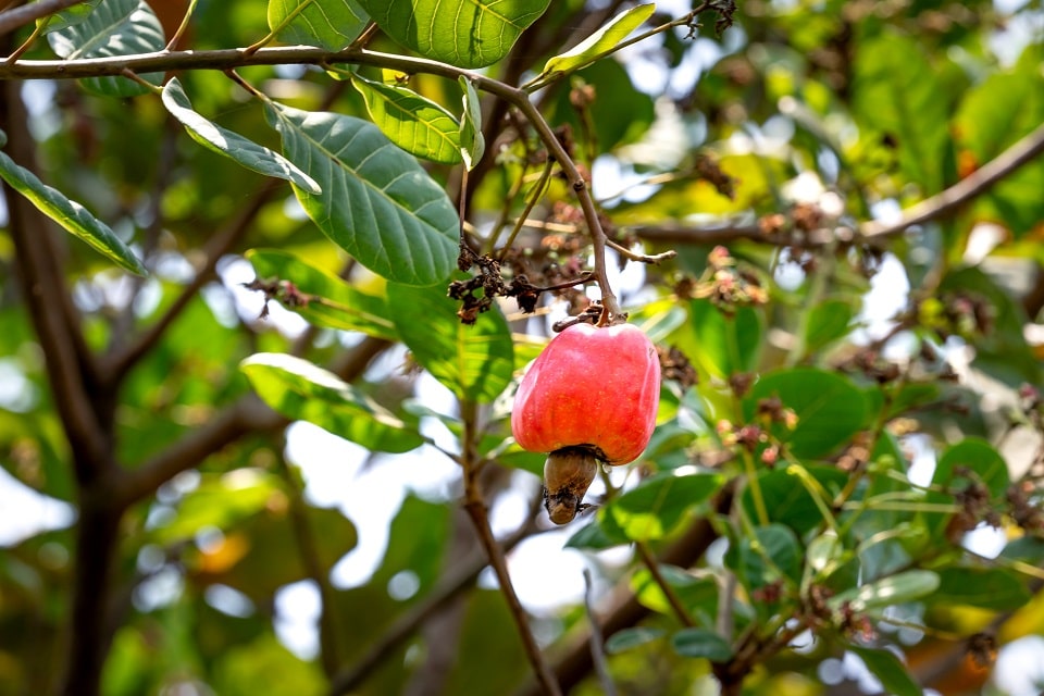 cashew season