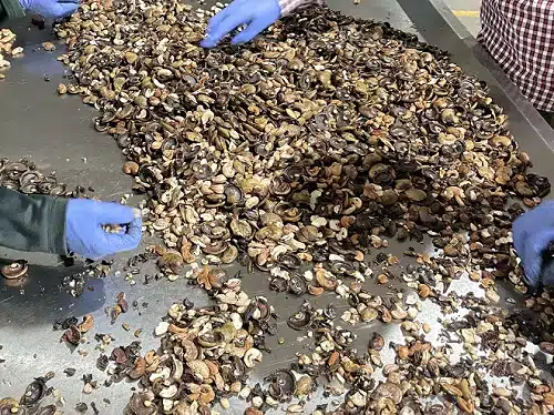 cashew shell