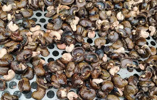 The benefits of cashew in shell